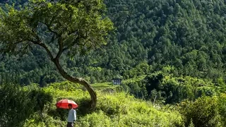 A person walks with a red umbrella through a lush, mountainous forest. 